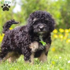 Benji, Mini Bernedoodle Puppy